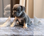 Small #12 English Bulldog
