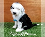 Small Photo #8 Sheepadoodle Puppy For Sale in OVERGAARD, AZ, USA
