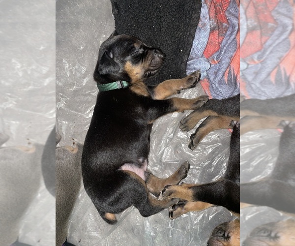 Medium Photo #12 Doberman Pinscher Puppy For Sale in GOOSE CREEK, SC, USA