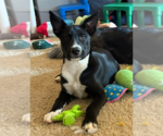 Small #31 Labrador Retriever Mix