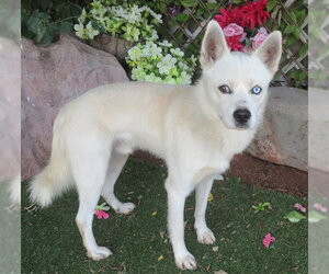 Alaskan Klee Kai Dogs for adoption in Oklahoma City, OK, USA