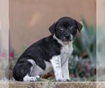 Small #2 Jack Russell Terrier Mix