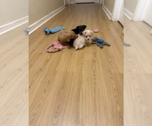 Medium Photo #8 Yorkiepoo mix (+ Poodle Toy) Puppy For Sale in RIPLEY, MS, USA