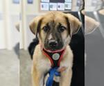 Small Anatolian Shepherd Mix