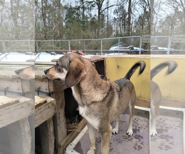 Medium Photo #6 Mutt Puppy For Sale in Farmerville, LA, USA