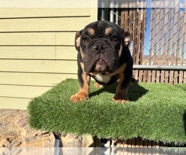 Medium Photo #20 English Bulldog Puppy For Sale in DENVER, CO, USA