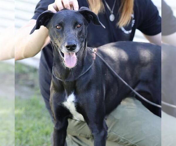 Medium Photo #1 Greyhound-Labrador Retriever Mix Puppy For Sale in Modesto, CA, USA