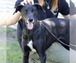 Small Greyhound-Labrador Retriever Mix