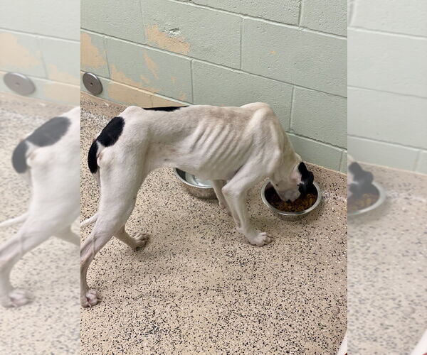 Medium Photo #4 Boxer Puppy For Sale in Austin, TX, USA