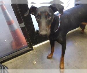 Doberman Pinscher Dogs for adoption in Tulsa, OK, USA
