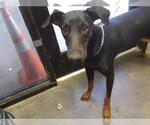 Small Doberman Pinscher
