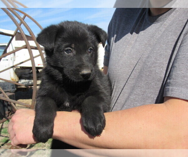 Medium Photo #1 German Shepherd Dog Puppy For Sale in COLUMBUS, NE, USA