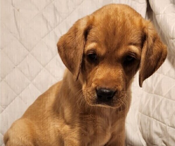 Medium Photo #46 Labrador Retriever Puppy For Sale in BUFFALO, NY, USA