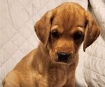 Small Photo #46 Labrador Retriever Puppy For Sale in BUFFALO, NY, USA
