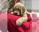Small Photo #3 Goldendoodle Puppy For Sale in OTHELLO, WA, USA
