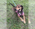 Small #2 Beagle Mix