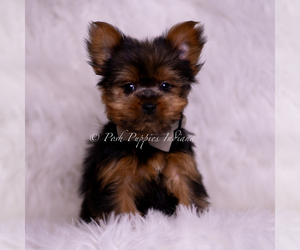 Medium Yorkshire Terrier
