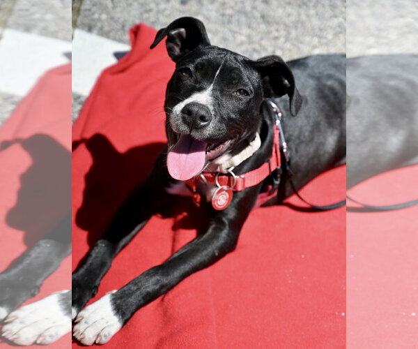 Medium Photo #1 Boston Huahua Puppy For Sale in Wakefield, RI, USA