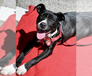 Boston Huahua Dogs for adoption in Wakefield, RI, USA