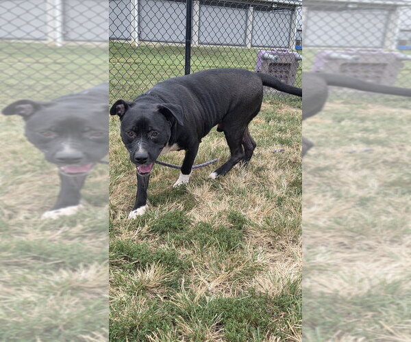 Medium Photo #3 Mutt Puppy For Sale in Evansville, IN, USA