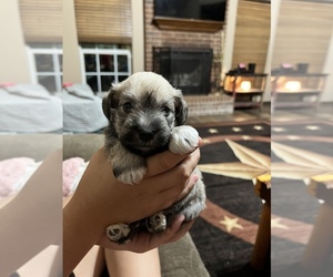 Affenpinscher-Miniature Schnauzer Mix Puppy for sale in TROUP, TX, USA