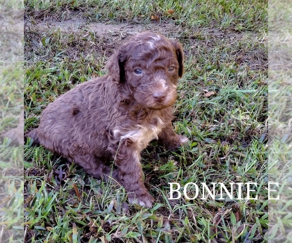 Medium Photo #2 Aussiedoodle-Australian Shepherd Mix Puppy For Sale in ARCHDALE, NC, USA