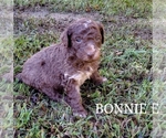 Small Photo #2 Aussiedoodle-Australian Shepherd Mix Puppy For Sale in ARCHDALE, NC, USA