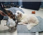 Small #2 Great Pyrenees Mix
