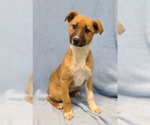 Australian Shepherd-Unknown Mix Dogs for adoption in Lake City, MI, USA