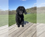 Small Photo #6 Labradoodle Puppy For Sale in CHARITON, IA, USA