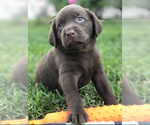 Small Photo #4 Labrador Retriever Puppy For Sale in CHICAGO, IL, USA