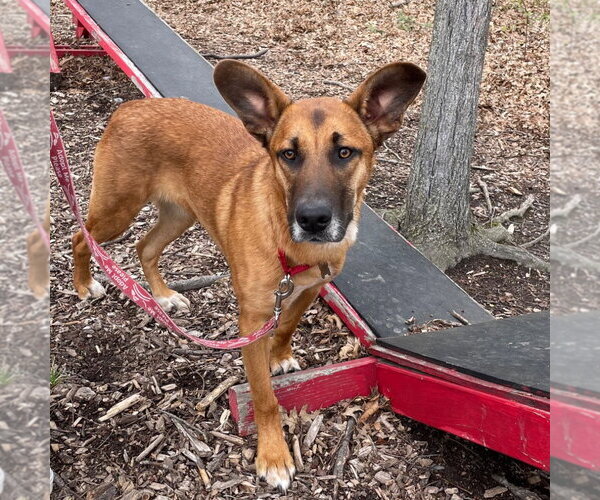 Medium Photo #37 Mutt Puppy For Sale in Canton, CT, USA