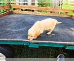 Small #3 Golden Retriever