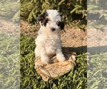 Small #3 Bernedoodle (Miniature)