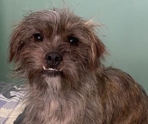 ShiChi Dogs for adoption in MAHWAH, NJ, USA