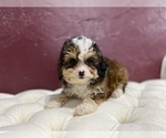 Small Photo #11 Bernedoodle (Miniature) Puppy For Sale in SOUTH ORANGE, NJ, USA