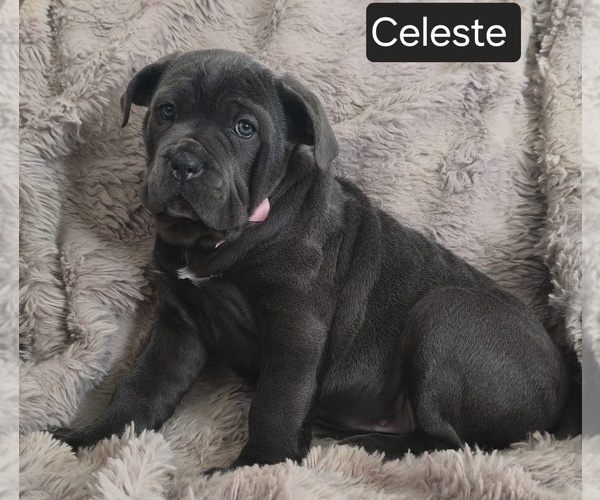 Medium Photo #7 Cane Corso Puppy For Sale in MINERAL WELLS, WV, USA