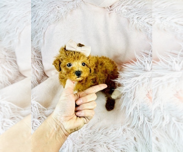 Medium Photo #9 Maltipoo Puppy For Sale in DACULA, GA, USA