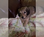 Small #4 Dachshund