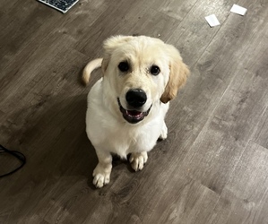 Golden Retriever Puppy for sale in INDIANAPOLIS, IN, USA