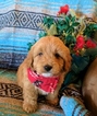 Puppy 0 Cavalier King Charles Spaniel-Poodle (Toy) Mix