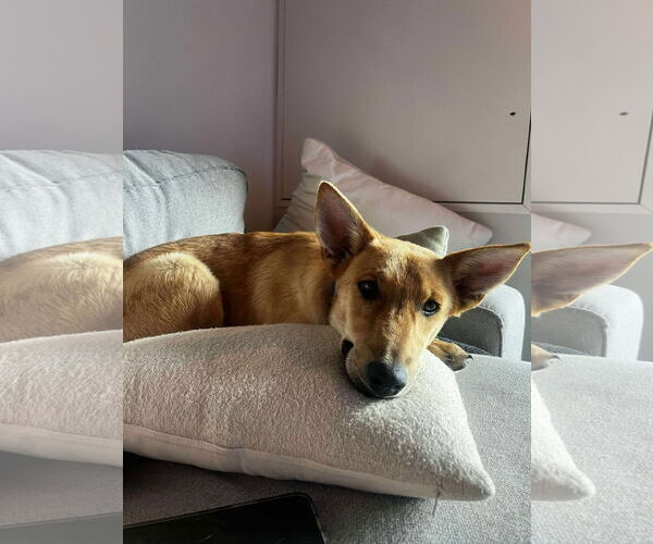 Medium Photo #5 Mutt Puppy For Sale in Minneapolis, MN, USA
