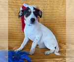 Small #2 Labrador Retriever Mix
