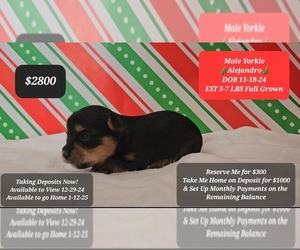 Yorkshire Terrier Puppy for sale in TUCSON, AZ, USA