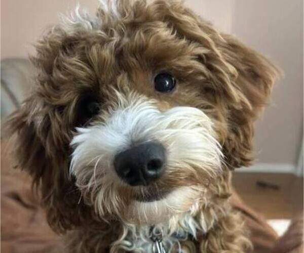 Medium Photo #1 Goldendoodle Puppy For Sale in LAFAYETTE, LA, USA