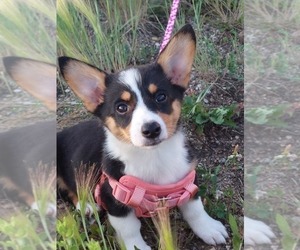 Pembroke Welsh Corgi Puppy for sale in MINOT, ND, USA