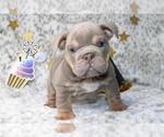 Small #1 English Bulldog
