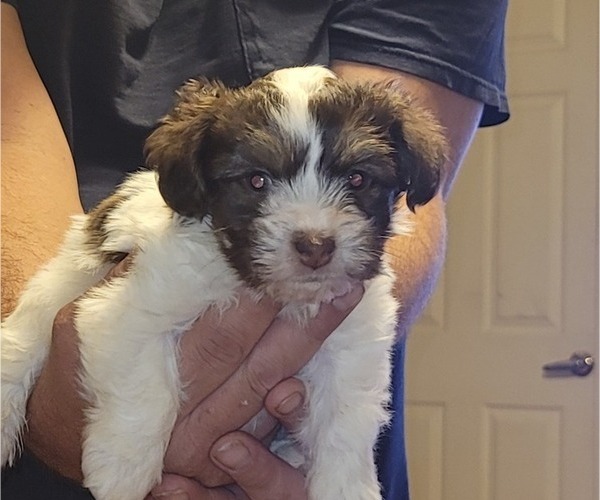 Medium Photo #2 Havashire Puppy For Sale in CHICKASHA, OK, USA