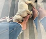 Small #2 Labrador Retriever Mix