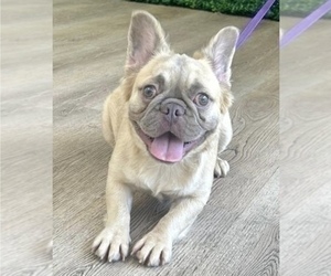 French Bulldog Puppy for sale in SAN JOSE, CA, USA